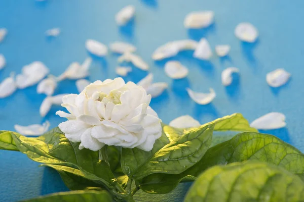 Jasmim Símbolo Flor Dia Mãe Tailândia — Fotografia de Stock