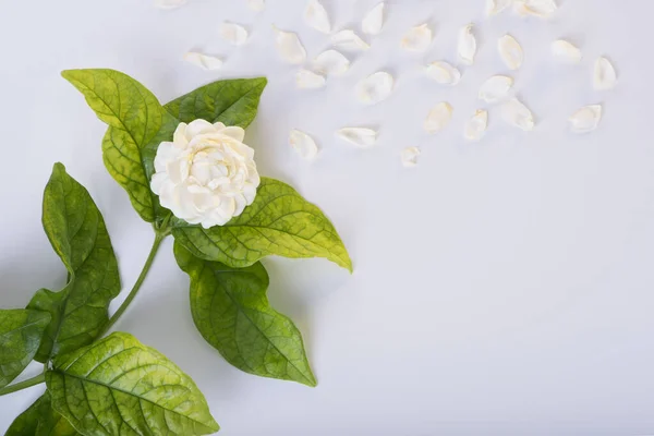 Portofolio Panomja7 Gmail Com Stok Foto Ilustrasi Dan Seni