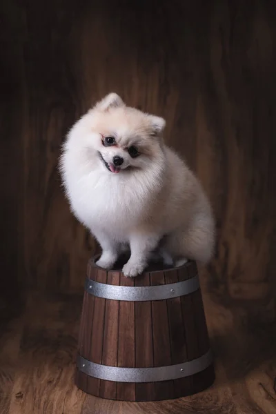 Χαριτωμένα Κουτάβια Pomeranian Σκυλί Κάθεται Ένα Ξύλινο Κουβά — Φωτογραφία Αρχείου