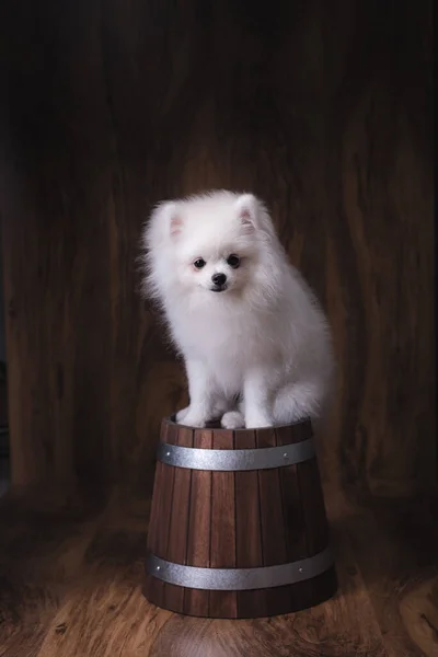 Roztomilá Štěňátka Pomeranian Pes Sedí Dřevěném Kbelíku — Stock fotografie