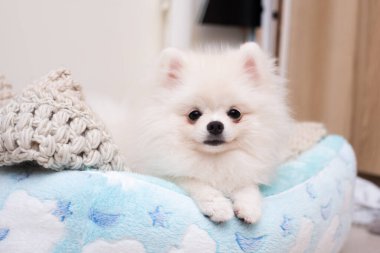 Yumuşak kumaş şiltenin üstünde Pomeranya köpeği..