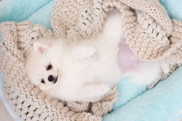软布床垫上的可爱小狗波美拉尼亚犬 — 图库照片