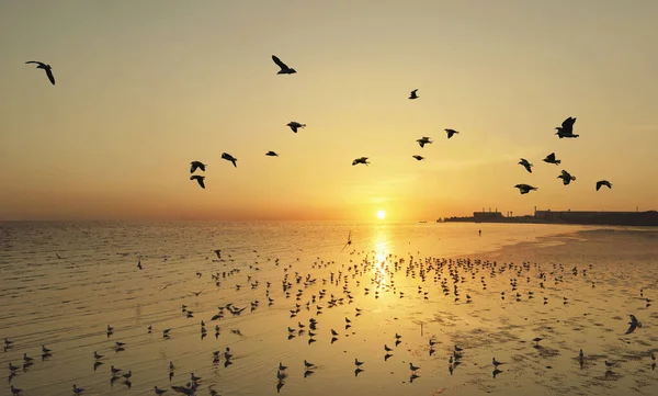 Beautiful Sunset Flying Birds Sea Surface — Stock Photo, Image