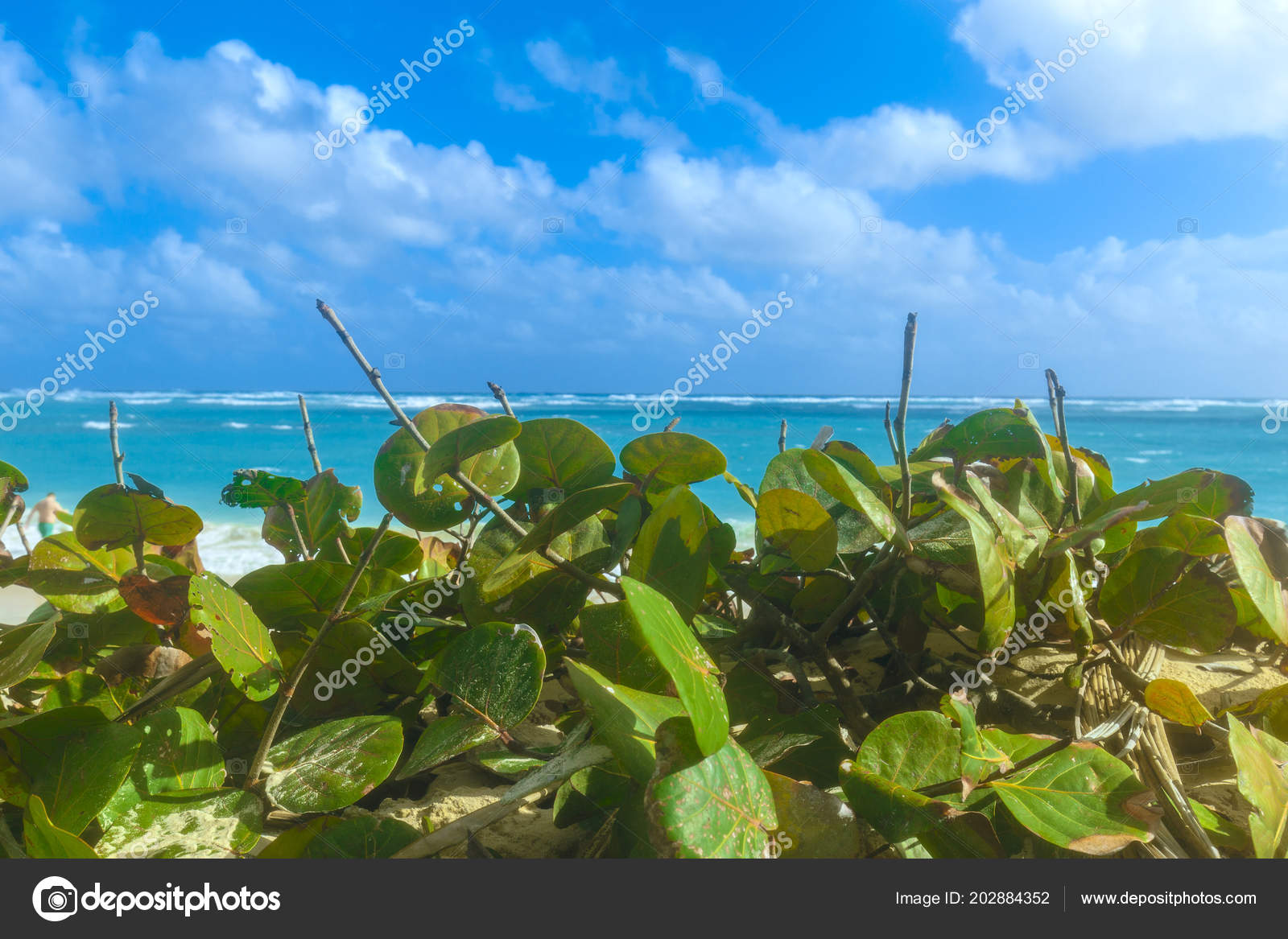 Plants Atlantic Beach Arena Gorda Beach Punta Cana Dominican