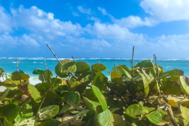 Bitkiler Atlantik sahilde. Arena Gorda Beach, Punta Cana, Dominik Cumhuriyeti.