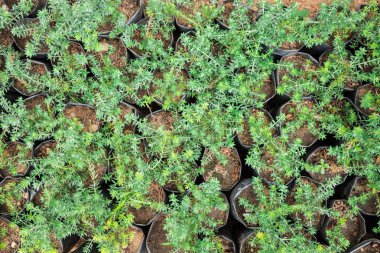 Tencere fide bitki ve çiçek çiçek yatak bahçe süslemeleri ile.