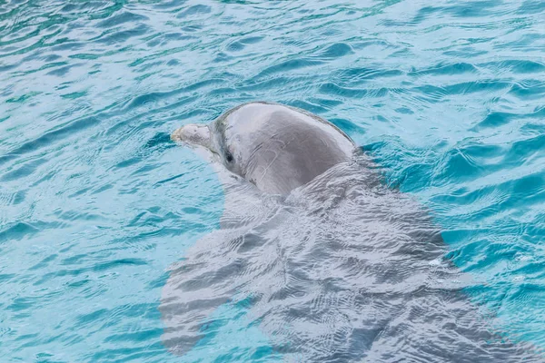 Портрет Дельфина Морской Воде Концепция Экологии — стоковое фото