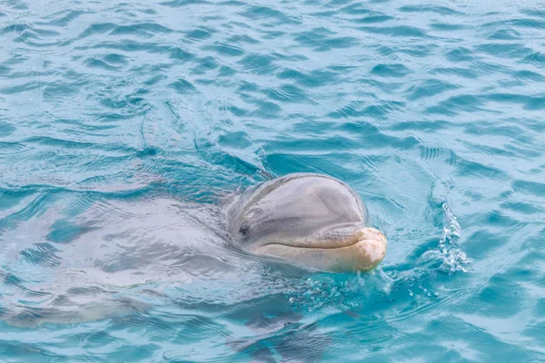 Portret Delfin Wodzie Morskiej Jako Pojęcie Ekologia — Zdjęcie stockowe