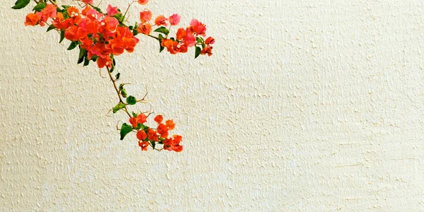 Red flower on a background of a beige wall. There is space for text.