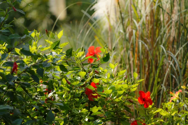Κόκκινα Λουλούδια Καλοκαίρι Πράσινα Και Ηλιόλουστη Ημέρα — Φωτογραφία Αρχείου