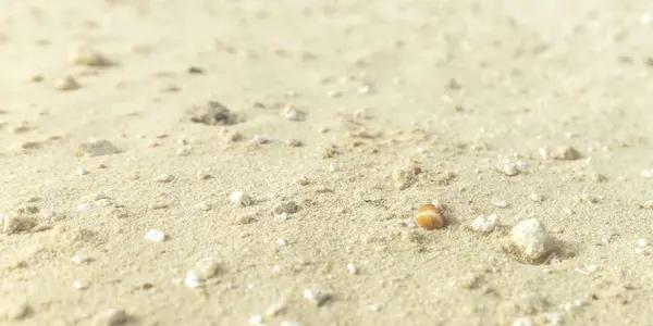 Texture Sabbia Conchiglia Sulla Costa Marittima Dell Oceano Atlantico — Foto Stock