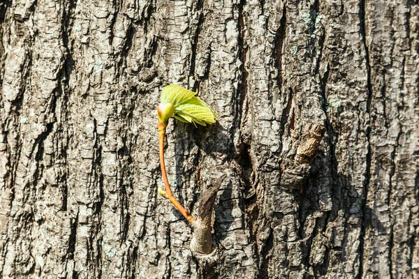 Texture of the bark of a tree and a sprout of a new leaf. Desktop wallpapers or backgrounds for images.