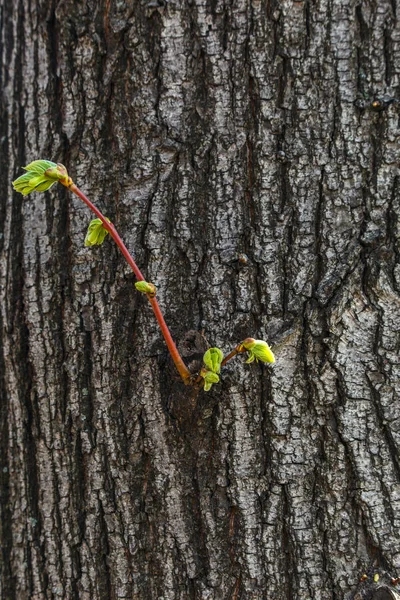 Textura Corteza Árbol Brote Una Nueva Hoja Fondos Escritorio Fondos —  Fotos de Stock