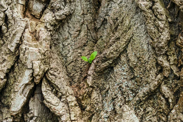 Textura Casca Uma Árvore Broto Uma Nova Folha Papéis Parede — Fotografia de Stock