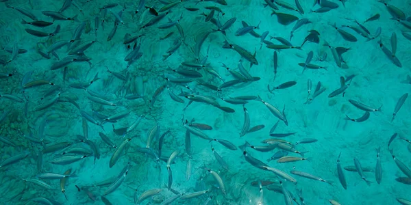 海水魚 剥離魚のスキンケアのコンセプト — ストック写真
