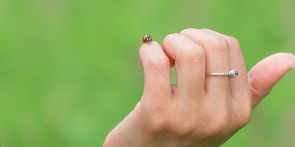 Concept Investing Start Ups Female Hand Supporting Ladybug Takeoff Symbol — Stock Photo, Image