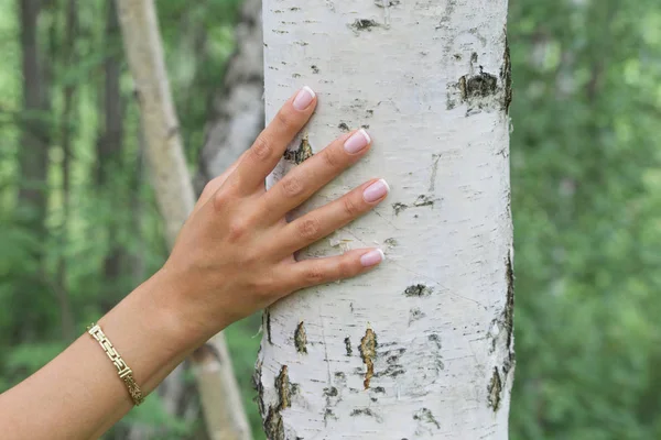 The female hand holds the birch trunk as a concept of pure ecology and safe of nature.