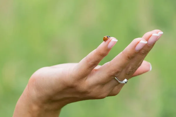 Concept - investing in start-ups. A female hand supporting a ladybug while moving upwards as a symbol of a venture investor financing new ideas.