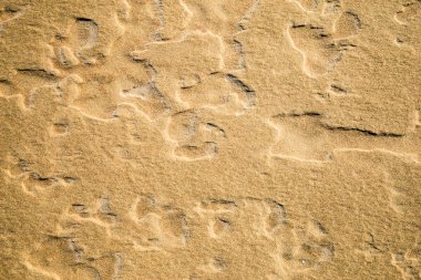 Bir plaj kum doku bir fotoğraf. İşte Oda metin veya arka plan için.