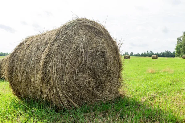 Sunny Meadow Hay Making Season Harvest Agriculture — Stock Photo, Image