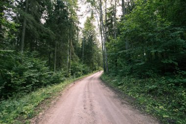 Uzun boylu ağaçlar arasında Pokaini orman yolu. Letonya sihirli orman.