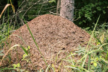 Yakın çekim karınca yuvası Pokaini orman, Letonya,