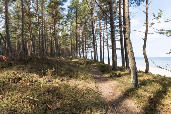 Weg Naar Zee Het Strand Door Het Bos — Stockfoto