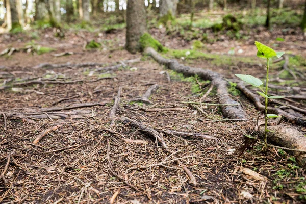 Kouzelný Les Pokaini Lotyšsko Tajemné Lesní Houštiny Kameny Mezi Kořeny — Stock fotografie