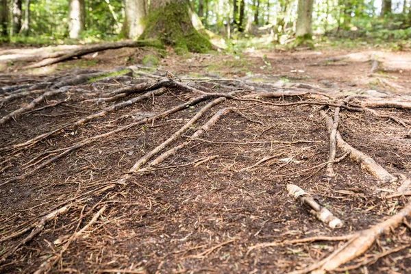 Magische Pokaini Bos Letland Mysterieuze Bos Grammomys Stenen Onder Wortels — Stockfoto