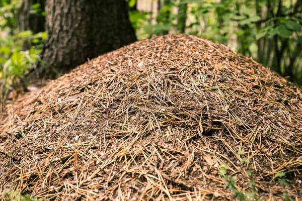 Yakın çekim karınca yuvası Pokaini orman, Letonya,
