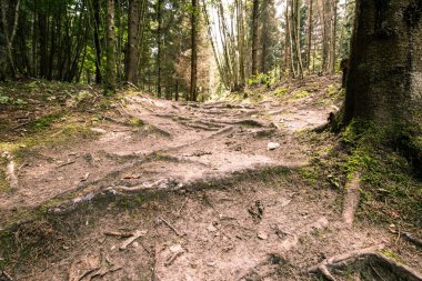 Büyülü Pokaini orman, Letonya. Gizemli orman çalılık, taşlar arasında ağaçlar Kökleri.