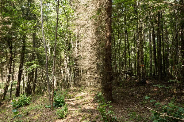 Magische Pokaini Bos Letland Mysterieuze Bos Grammomys Stenen Onder Wortels — Stockfoto