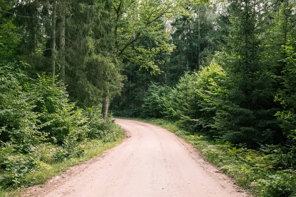 Weg Naar Pokaini Forest Onder Hoge Bomen Magisch Bos Letland — Stockfoto