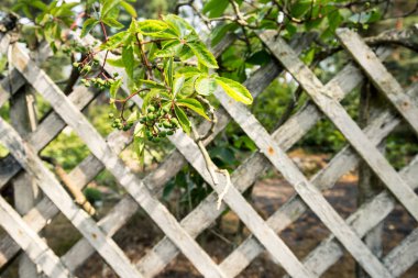 Ahşap doku metin için yer ile. Arka plan olarak veya boş dekor için kullanılabilir.