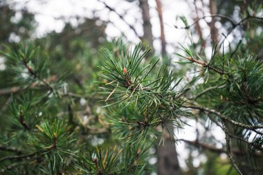 Çam iğneleri yakın çekim ile dalı. Noel ve yeni yıl için fotoğraf.