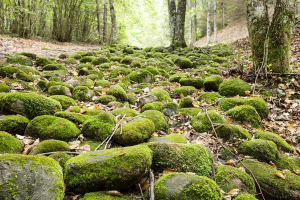 Река Камней Таинственном Лесу Покаинского Леса Латвия — стоковое фото