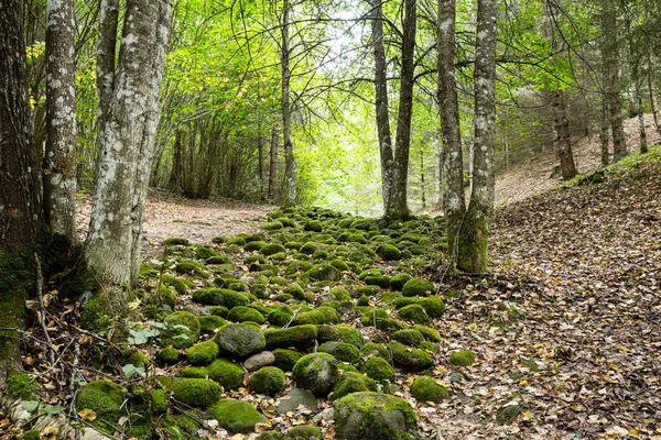 Een Rivier Van Stenen Mysterieuze Bos Van Pokaini Forest Letland — Stockfoto