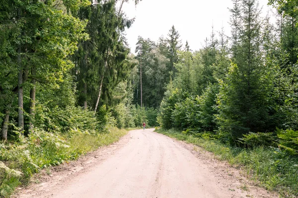 Weg Naar Pokaini Forest Onder Hoge Bomen Magisch Bos Letland — Stockfoto