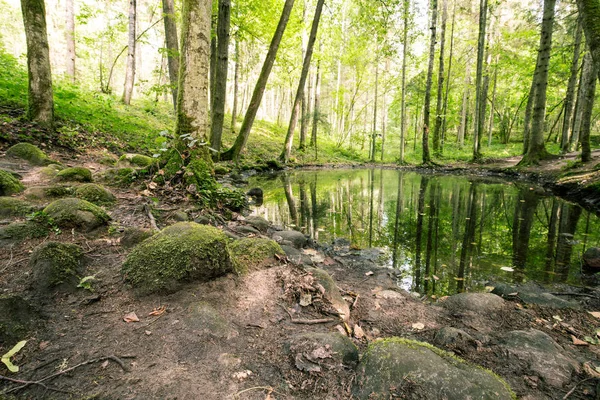Mysterieuze Meer Pokaini Forest Stenen Wortels Van Bomen Aan Oever — Stockfoto