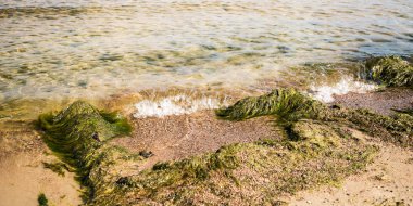 Yosun Baltık Denizi kıyısında
