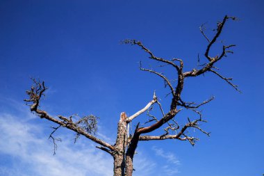 Cape Kolka Letonya ölü uzun ağaç. Letonya sihirli orman.