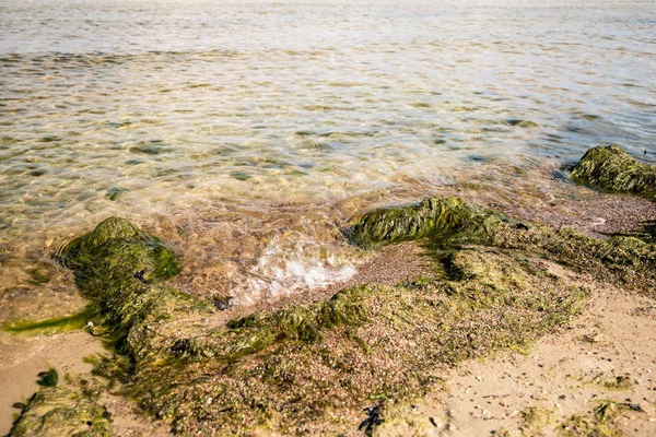 Algues Sur Les Rives Mer Baltique Par Une Journée Été — Photo