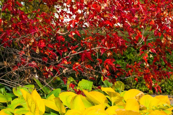 Концепция Цвета Осени Красные Желтые Листья Парке Опадают Листья — стоковое фото