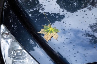 Damla Sonbahar yağmur ve arabanın kaputu üzerine sarı düşmüş yaprak.