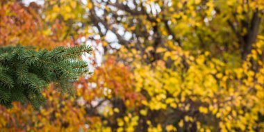 Kavram - sonbaharın renkleri. Kırmızı ve sarı yaprakları park ve yaprak sonbaharda
