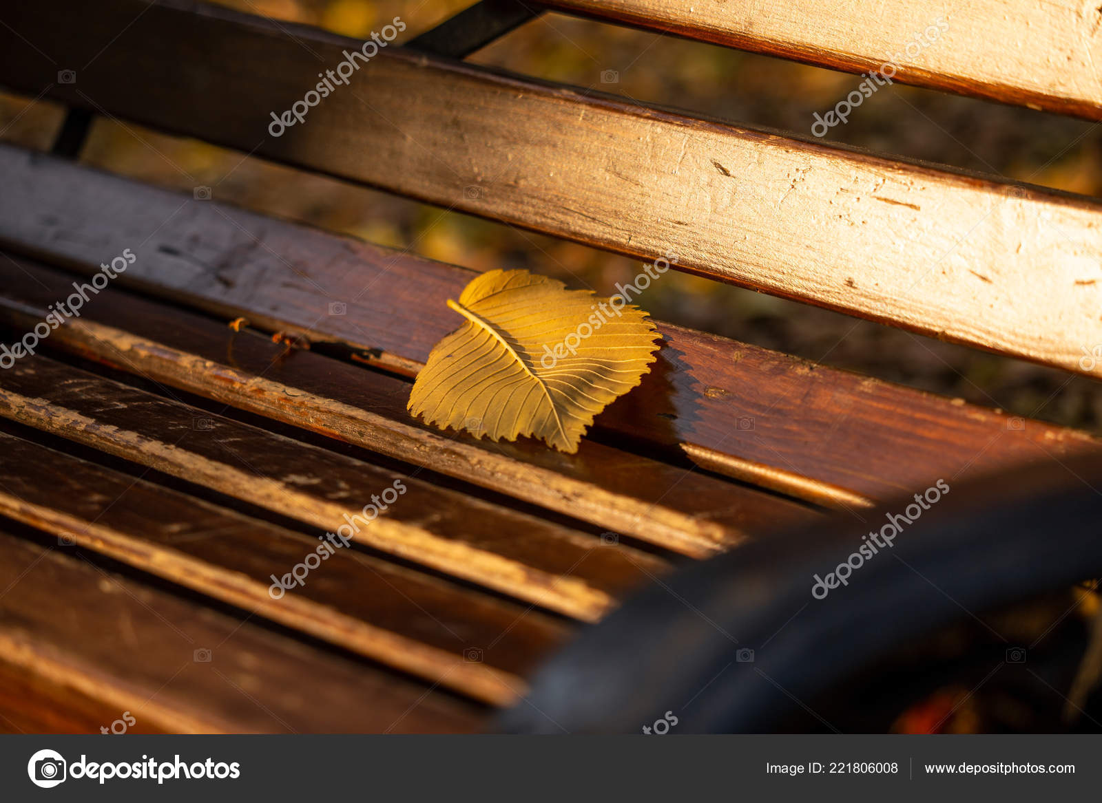 Autumn Yellow Leaf Park Bench Symbol Change Season Fallen Trees