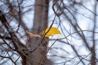 Sezonun bir değişimin sembolü olarak bir ağaç ve düşen ağaçlar sonbahar sarı yaprak.
