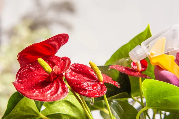 Umedecimento Rega Plantas Sala Flores Gotas Água Nas Folhas Close — Fotografia de Stock