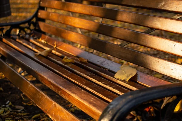 Autumn Yellow Leaf Park Bench Symbol Change Season Fallen Trees — Stock Photo, Image
