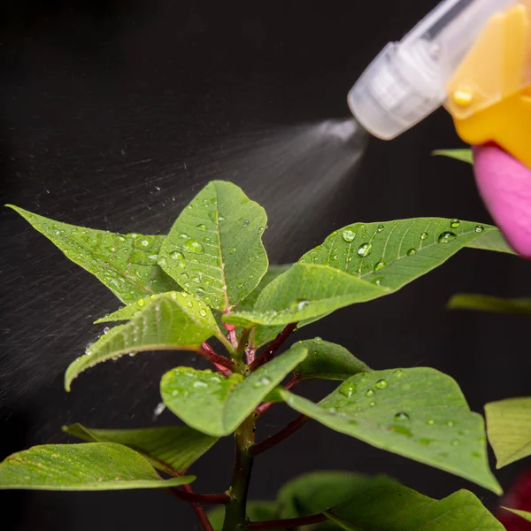 Moistening Watering Houseplants Stock Picture